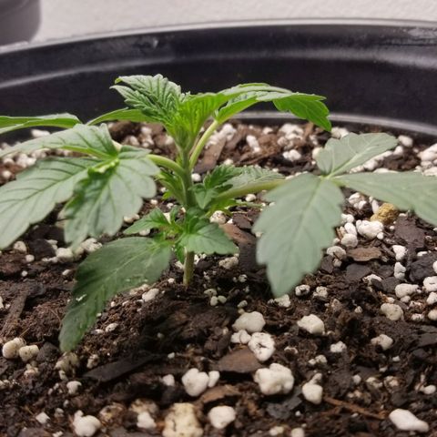 Jack Herer #1 growlog timeline photo