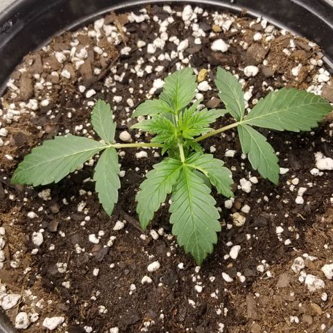 Jack Herer #1 growlog timeline photo