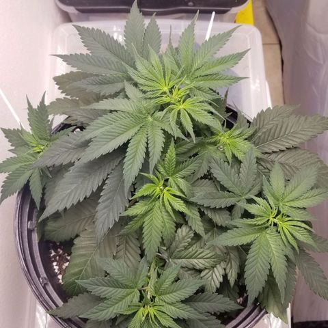 American Pie #2 growlog timeline photo