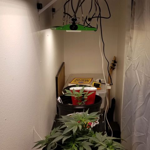 American Pie #2 growlog timeline photo