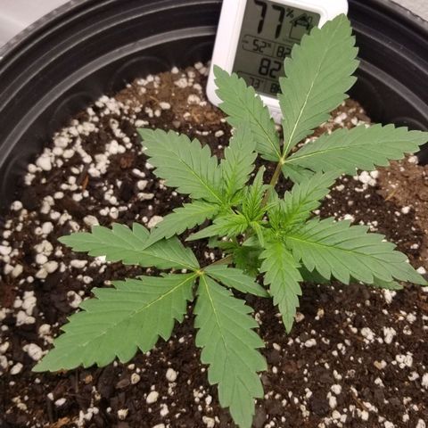 G14 #1 growlog timeline photo
