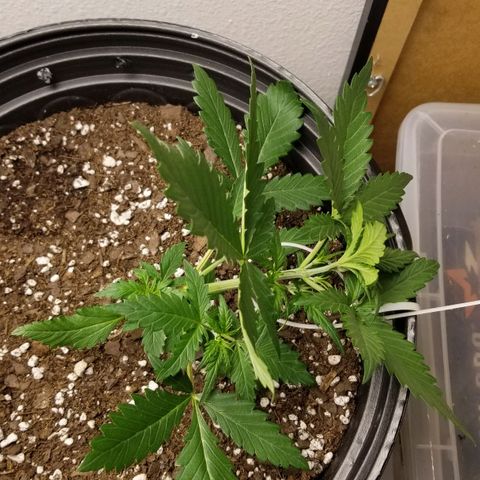 G14 #1 growlog photo: First LST application.
