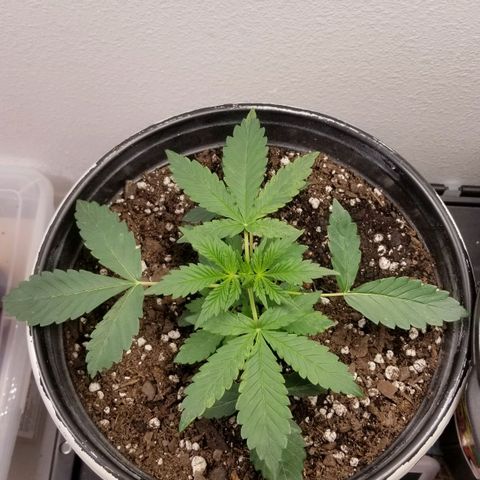 Jack Herer #1 growlog timeline photo