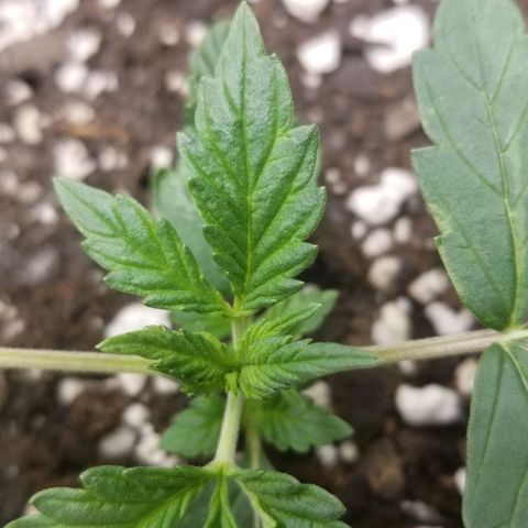 Jack Herer #1 growlog timeline photo