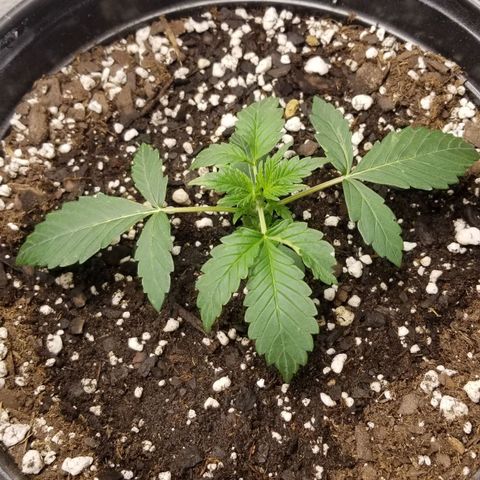 Jack Herer #1 growlog timeline photo