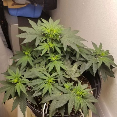 American Pie #2 growlog timeline photo