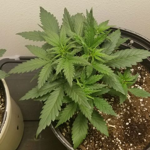G14 #1 growlog timeline photo