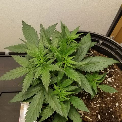 G14 #1 growlog timeline photo