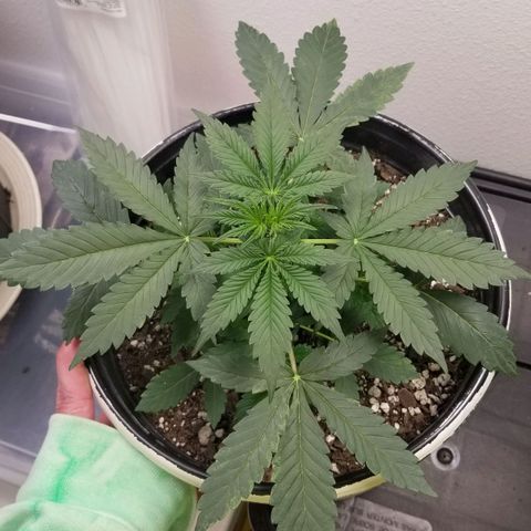 Jack Herer #1 growlog timeline photo