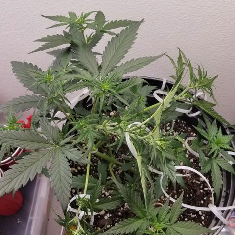 G14 #1 growlog timeline photo