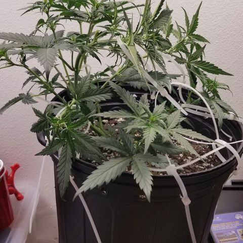 G14 #1 growlog timeline photo