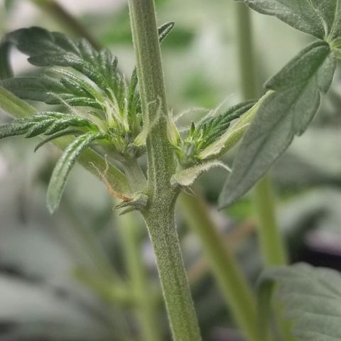 G14 #1 growlog photo: Started Flower stage. 
