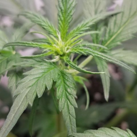 G14 #1 growlog photo: Started Flower stage. 