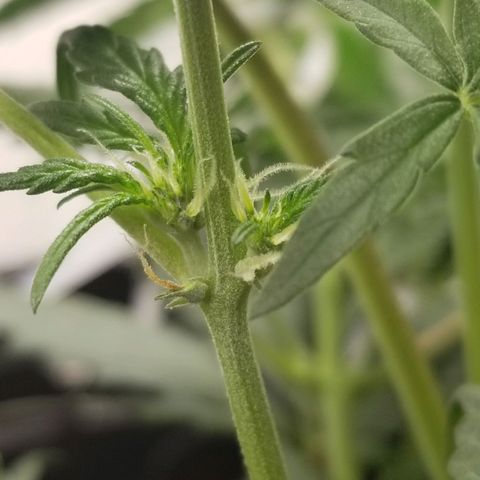 G14 #1 growlog photo: Started Flower stage. 