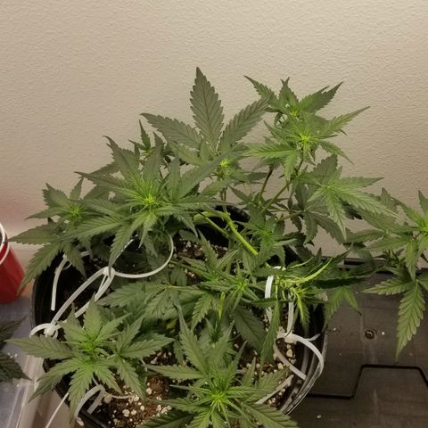 G14 #1 growlog timeline photo