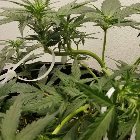 G14 #1 growlog timeline photo
