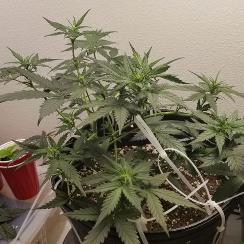G14 #1 growlog timeline photo