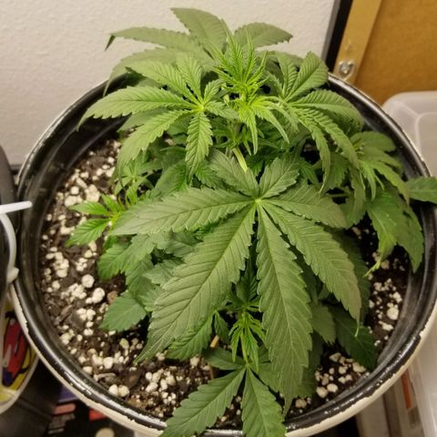 Jack Herer #1 growlog timeline photo