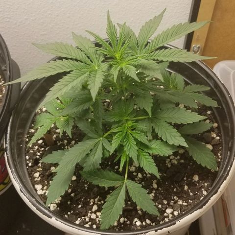 Jack Herer #1 growlog timeline photo