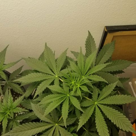 Jack Herer #1 growlog timeline photo