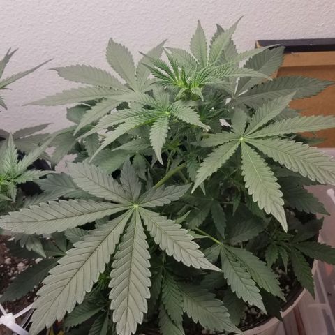 Jack Herer #1 growlog timeline photo