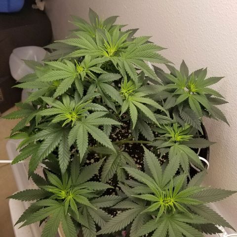American Pie #2 growlog timeline photo