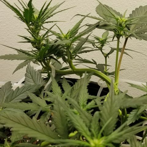 G14 #1 growlog timeline photo