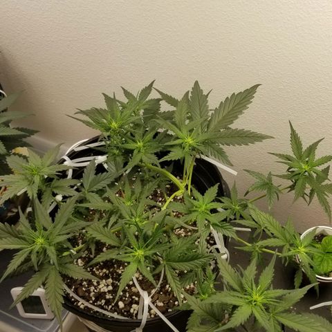 G14 #1 growlog timeline photo