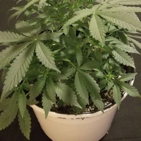 Jack Herer #1 growlog timeline photo