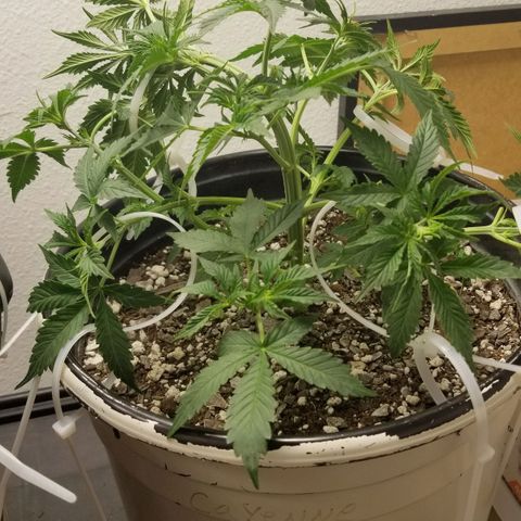 Jack Herer #1 growlog timeline photo