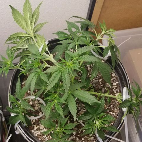 Jack Herer #1 growlog timeline photo