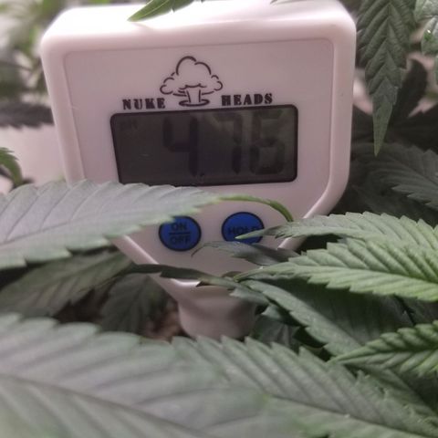 American Pie #2 growlog photo: New pH meter. pH is WAY off.. adjusting tonight 2/14 along with nutes.