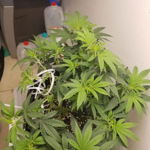 American Pie #2 growlog photo: After trim and LST.