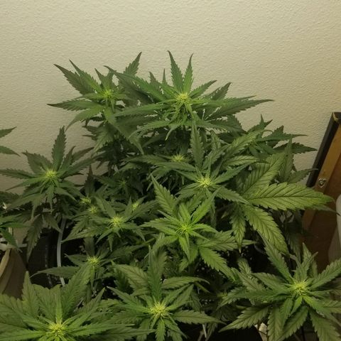 G14 #1 growlog timeline photo