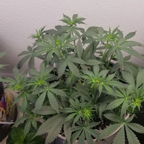Jack Herer #1 growlog photo: After trim.