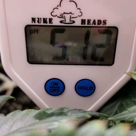 American Pie #2 growlog timeline photo
