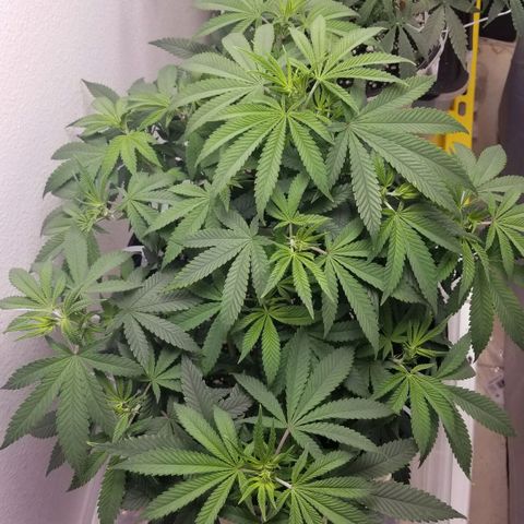American Pie #2 growlog timeline photo