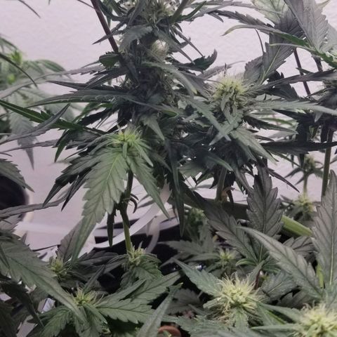 G14 #1 growlog timeline photo