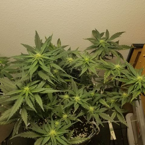 G14 #1 growlog timeline photo