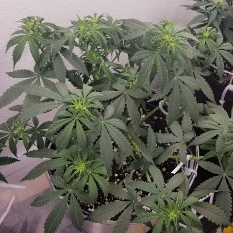 Jack Herer #1 growlog timeline photo