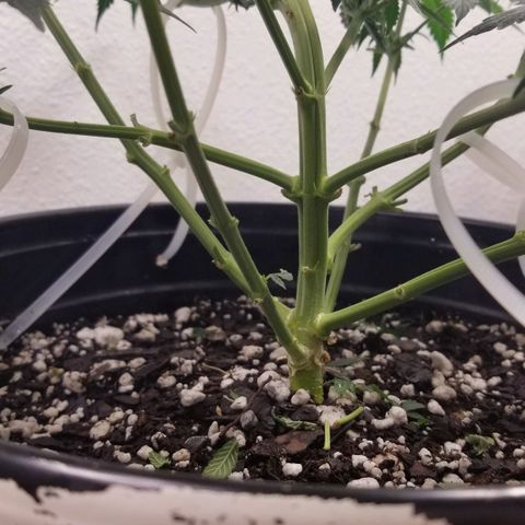 Jack Herer #1 growlog photo: Lollipopped her as an experiment.