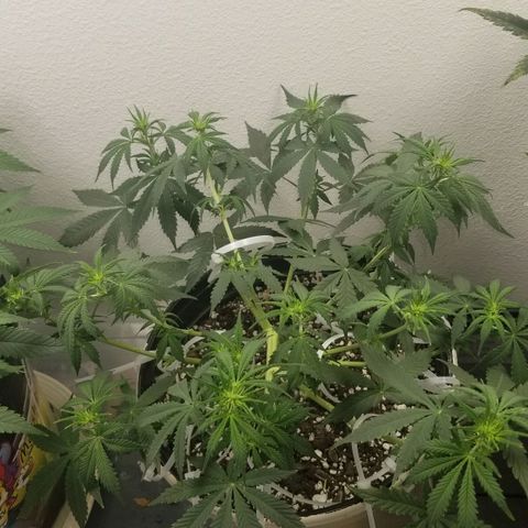Jack Herer #1 growlog timeline photo