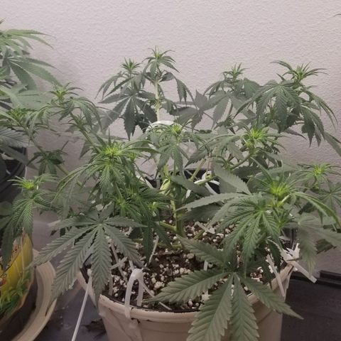 Jack Herer #1 growlog timeline photo