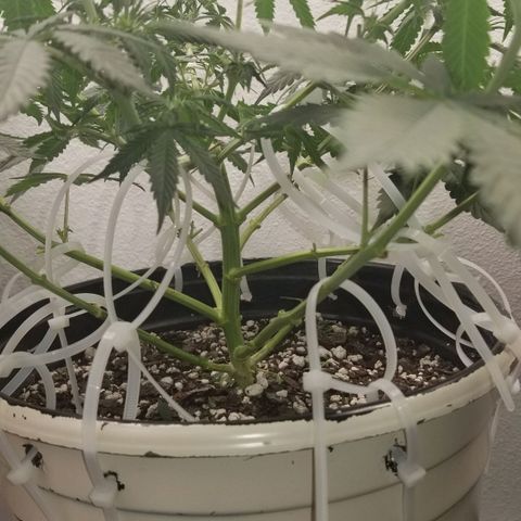 Jack Herer #1 growlog timeline photo
