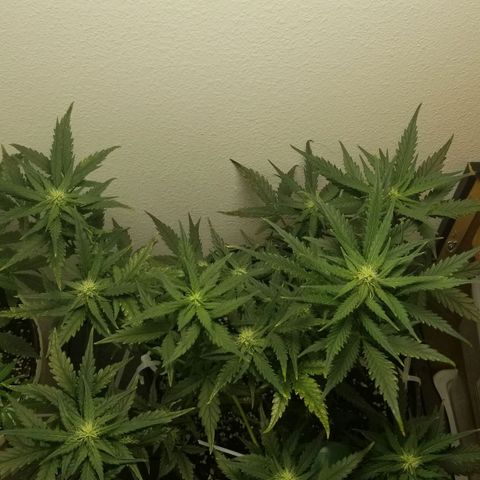 G14 #1 growlog timeline photo