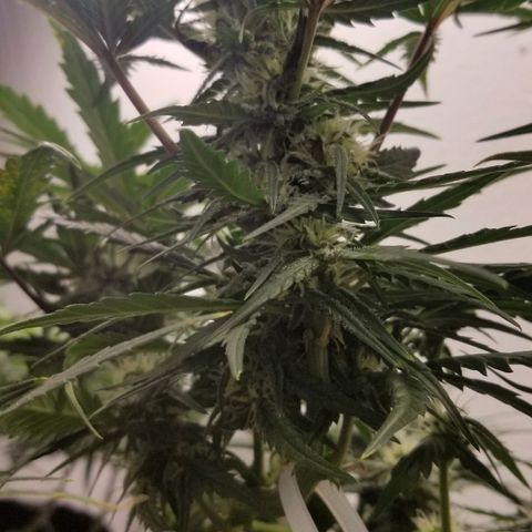G14 #1 growlog timeline photo