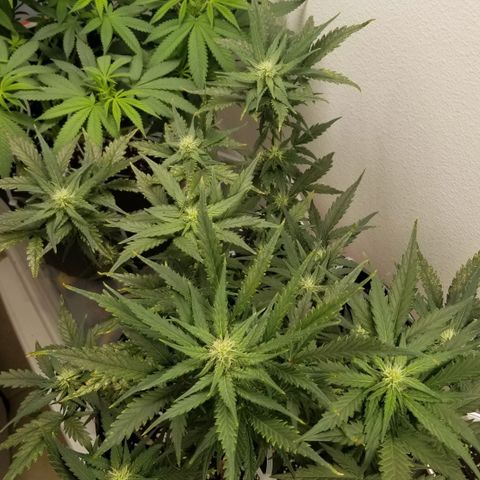 G14 #1 growlog timeline photo