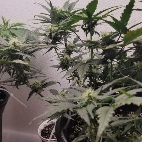G14 #1 growlog timeline photo