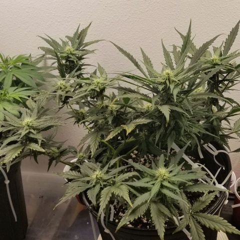 G14 #1 growlog timeline photo