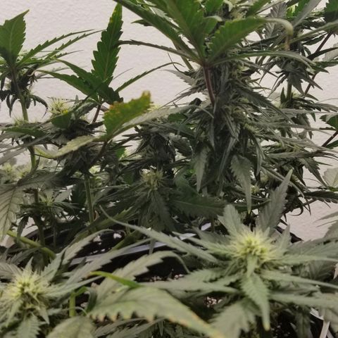 G14 #1 growlog timeline photo